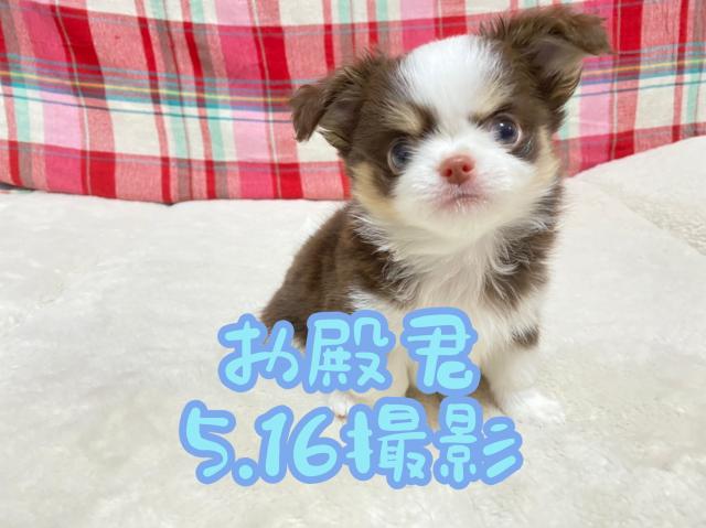 チワワ（ロングコート）