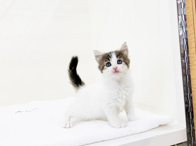 ノルウェージャンフォレストキャット