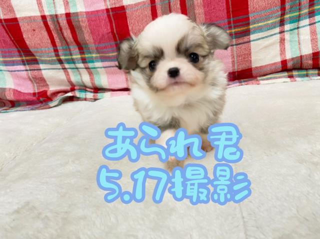 チワワ（ロングコート）