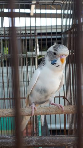 小鳥ハウスみゆ 熊本県 子犬や子猫たちのペット販売情報が満載 ペットステーション