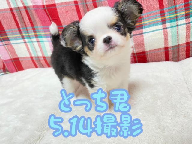 チワワ（ロングコート）