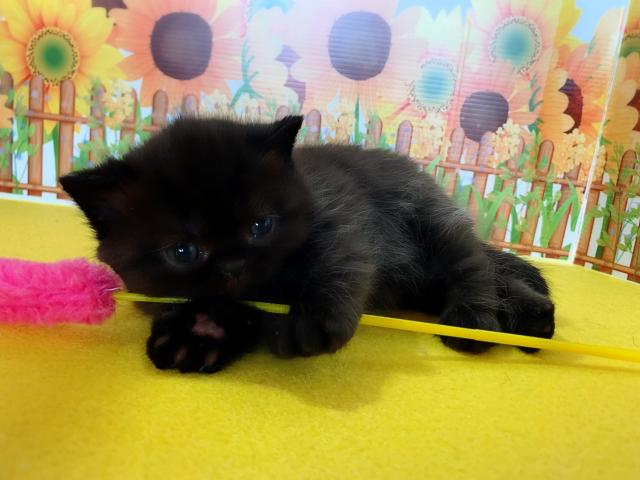 エキゾチックショートヘアー