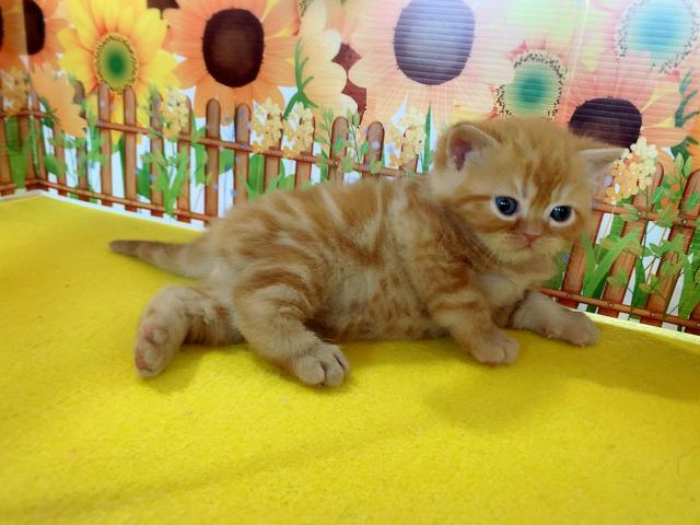 エキゾチックショートヘアー