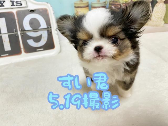 チワワ（ロングコート）