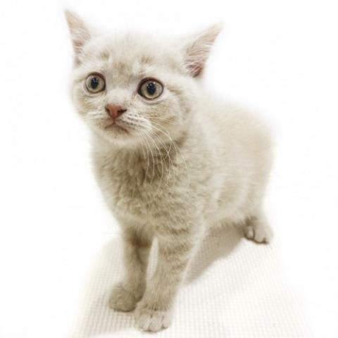 ブリティッシュショートヘア