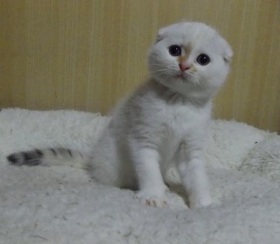 スコティッシュフォールド