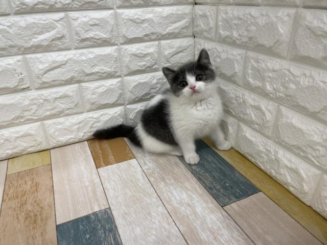 ブリティッシュショートヘア