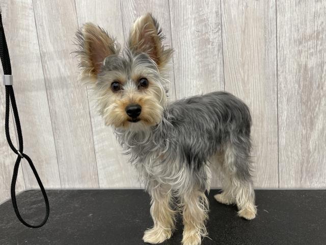 ヨークシャーテリア