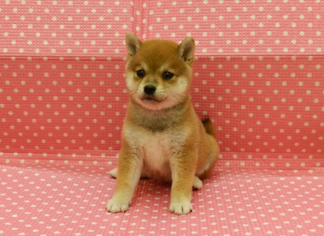 赤豆ちゃん！
