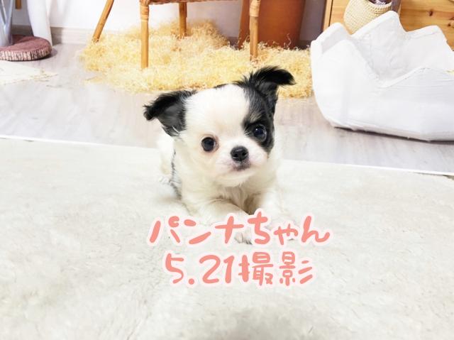 チワワ（ロングコート）