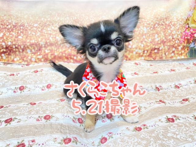 チワワ（ロングコート）