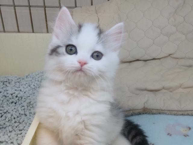 スコティッシュフォールド