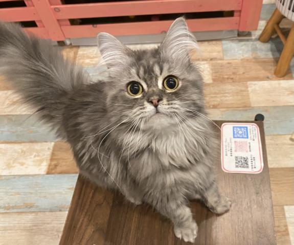 サイベリアン