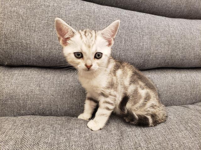 アメリカンショートヘアー