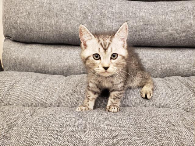 ミヌエット(旧ナポレオン)