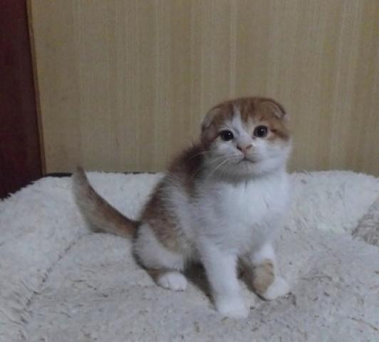 スコティッシュフォールド