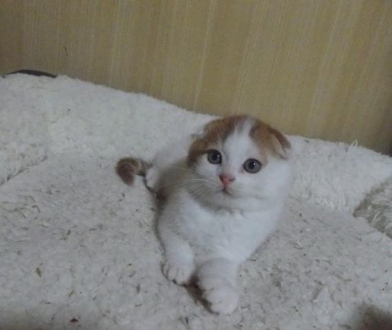 スコティッシュフォールド