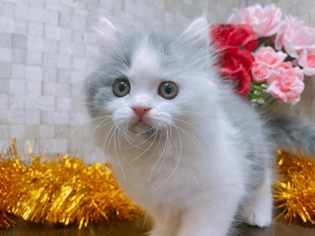 ブリティッシュロングヘア