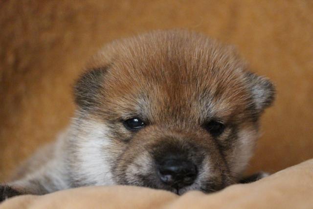 柴犬