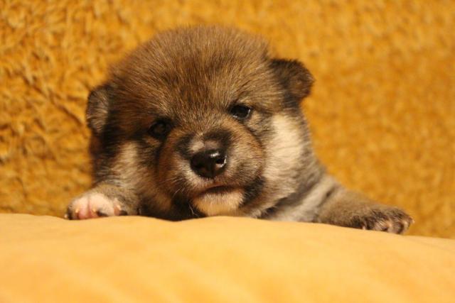 柴犬