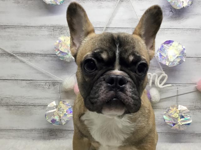 フレンチブルドッグ