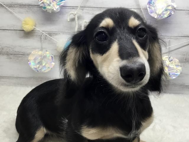 ミニチュアダックスフンド