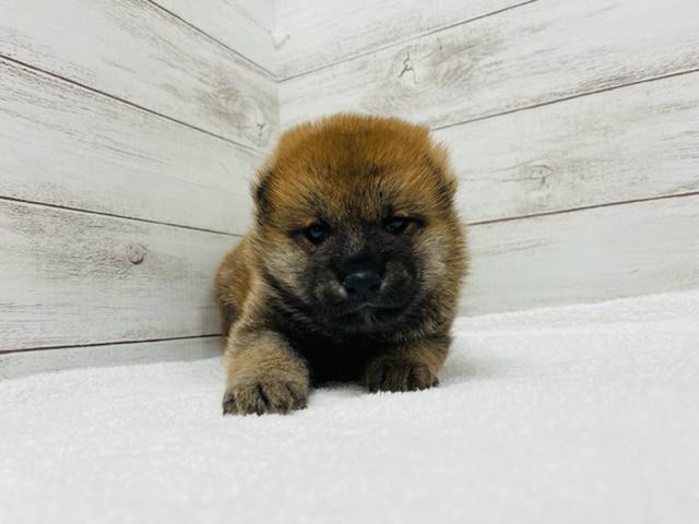 柴犬