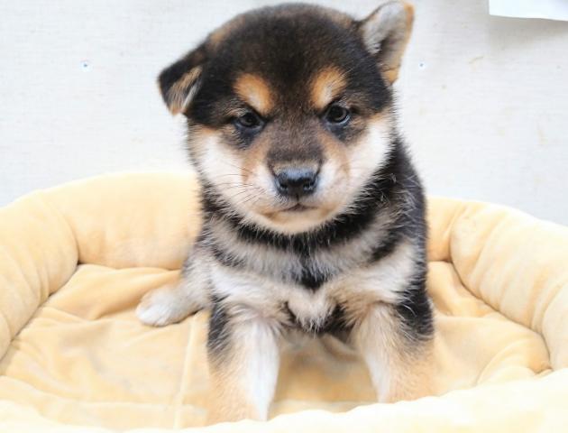 柴犬