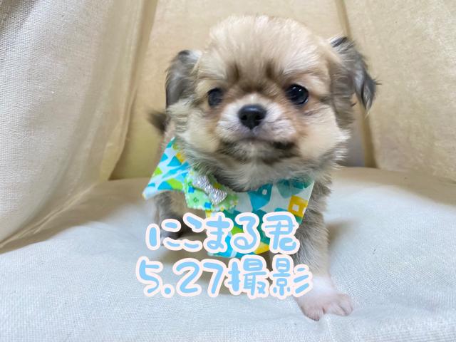 チワワ（ロングコート）