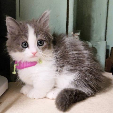 マンチカン男の子(短足)　サマーセール