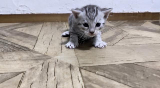ベンガル