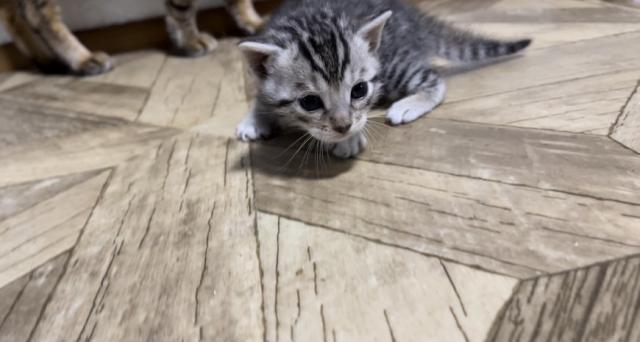 ベンガル
