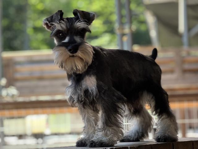 ミニチュアシュナウザー