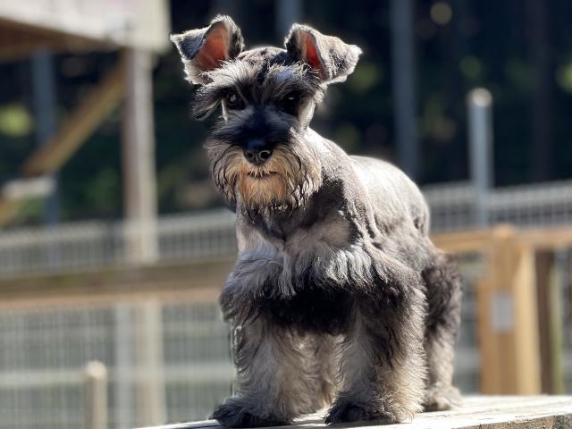 ミニチュアシュナウザー