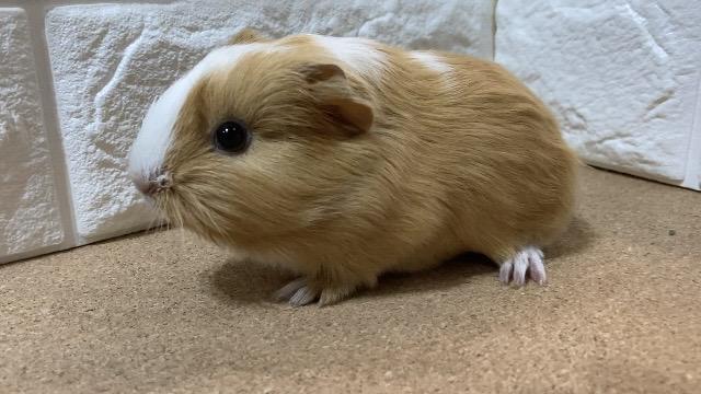 シェルティ