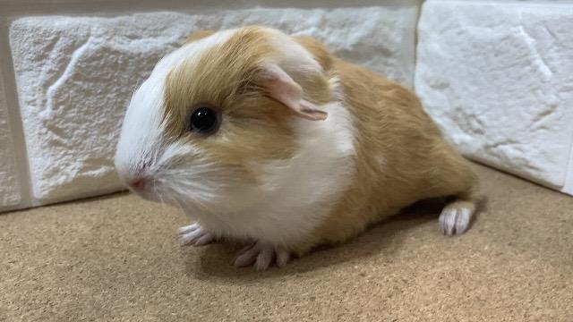 シェルティ(GW特別特価有り)