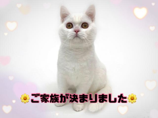 スコティッシュフォールド