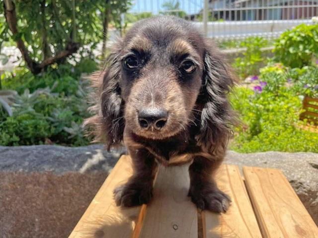 ミニチュアダックスフンド