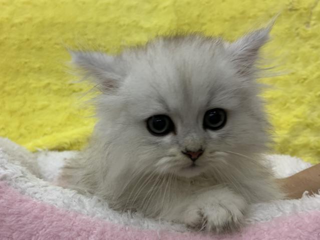 ミヌエット（旧ナポレオン）㊗️只今!! 子犬💕仔猫❣️最愛なる可愛いキャンペーン中‼️❤️