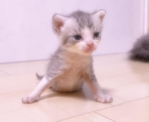 マンチカン