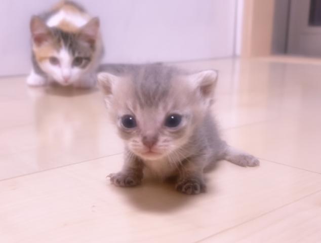 マンチカン
