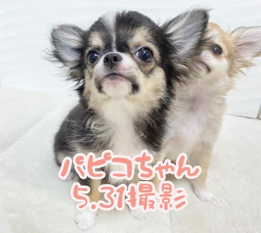 チワワ（ロングコート）