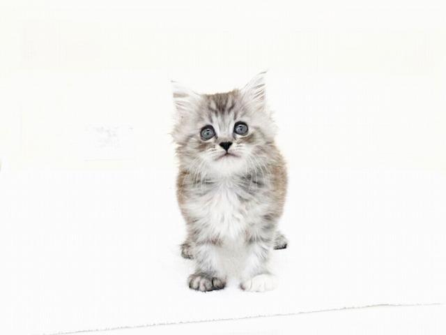 スコティッシュフォールド