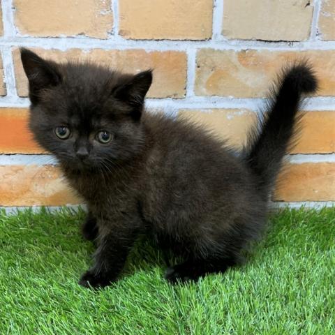 ブリティッシュショートヘア
