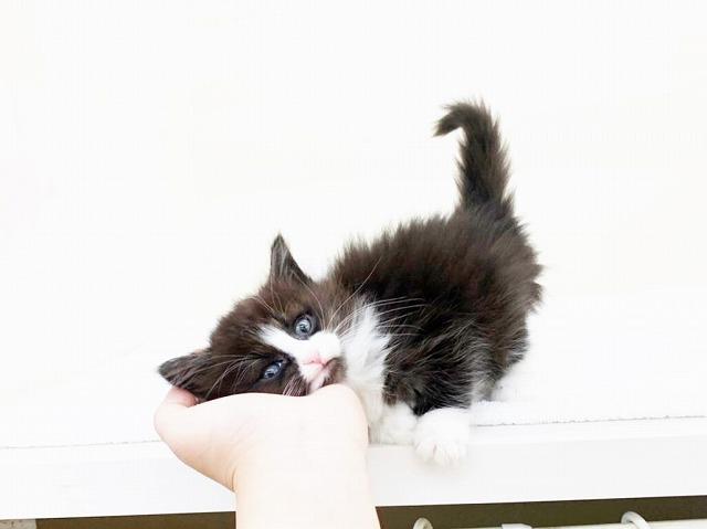 ノルウェージャンフォレストキャット