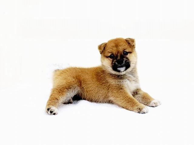 豆柴犬