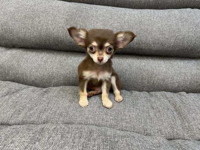 チワワ（ロングコート）