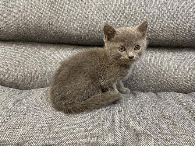 スコティッシュフォールド