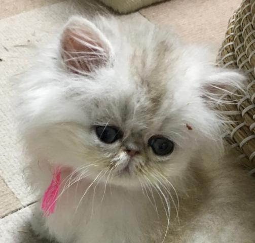 ペルシャ・ヒマラヤン