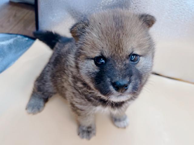 柴犬